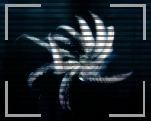 Despair Squid